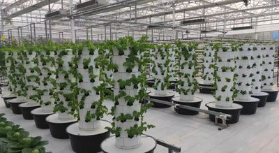 China Jilin C-More Farming Technology Limited