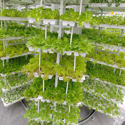 Agricultura vertical Plantas colgantes Agricultura hidropónica de inteligencia