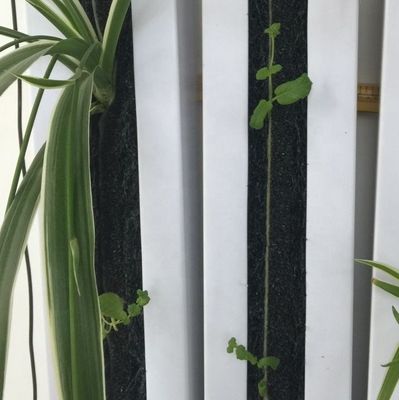 La agricultura hidropónica vertical de Zipgrow Towergarden es fácil de operar