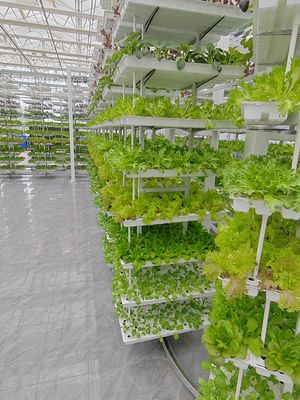 Agricultura vertical Plantas colgantes Agricultura hidropónica de inteligencia