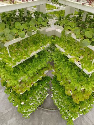 Agricultura vertical Plantas colgantes Agricultura hidropónica de inteligencia