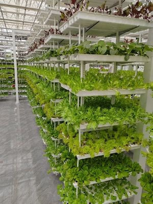 Agricultura vertical Plantas colgantes Agricultura hidropónica de inteligencia