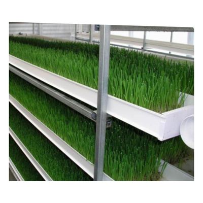 Sistema de alimentación hidropónica de germinados 4000*1600*2400 mm para granjas