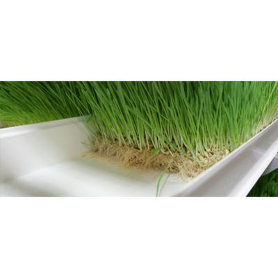 Sistema de alimentación hidropónica de germinados 4000*1600*2400 mm para granjas