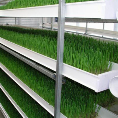 Sistema de alimentación hidropónica de germinados 4000*1600*2400 mm para granjas