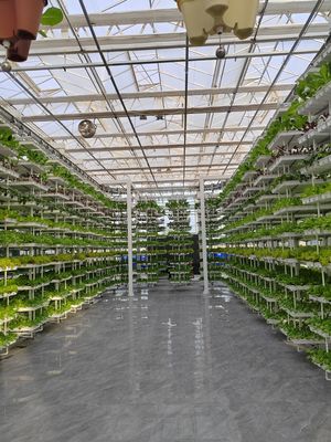 Agricultura vertical Plantas colgantes Agricultura hidropónica de inteligencia