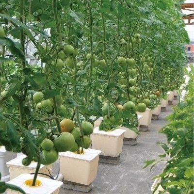 Hidroponía holandesa en cubo para el cultivo de cultivos agrícolas en invernadero