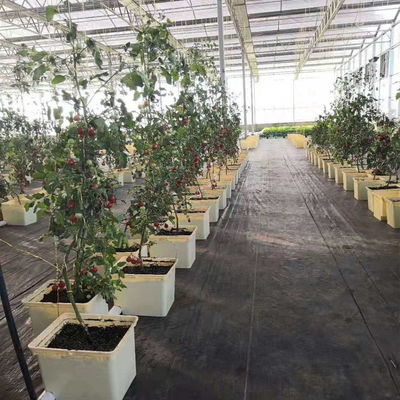 Hidroponía holandesa en cubo para el cultivo de cultivos agrícolas en invernadero