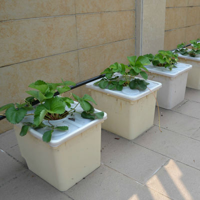 Hidroponía holandesa en cubo para el cultivo de cultivos agrícolas en invernadero