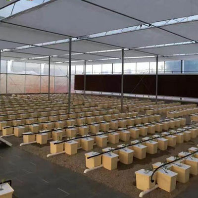 Hidroponía holandesa en cubo para el cultivo de cultivos agrícolas en invernadero