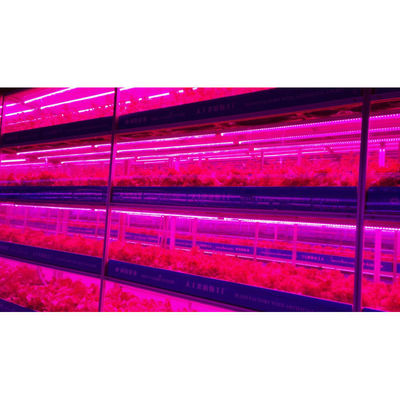 Agricultura en invernadero Iot fábrica vertical para la agricultura moderna