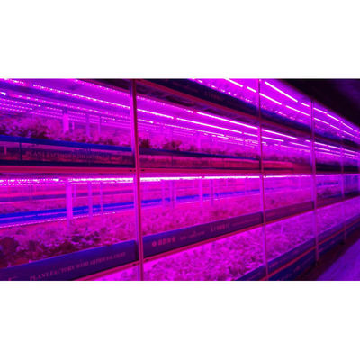 Agricultura en invernadero Iot fábrica vertical para la agricultura moderna