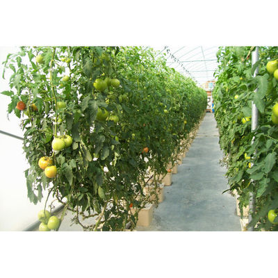 Hidroponía de plástico baldes holandeses Bato sistemas de cultivo de baldes Agricultura