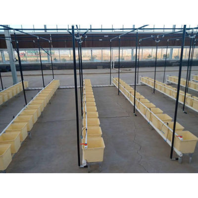 Hidroponía de plástico baldes holandeses Bato sistemas de cultivo de baldes Agricultura