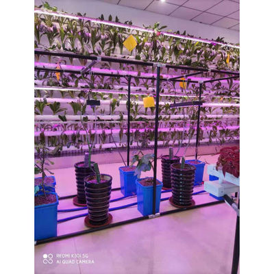 Hidroponía de plástico baldes holandeses Bato sistemas de cultivo de baldes Agricultura
