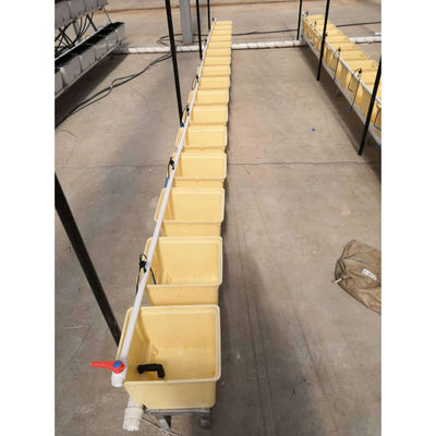 Cuadro de cultivo en invernadero negro de múltiples espacios, holandés Bato Bucket Sistema hidropónico, holandés Bucket