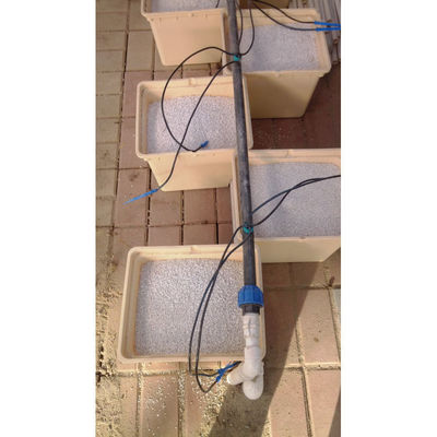 Cuadro de cultivo en invernadero negro de múltiples espacios, holandés Bato Bucket Sistema hidropónico, holandés Bucket
