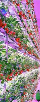 Sistema de cultivo vertical de fresas para frutas Plantas de calidad alimenticia en PVC