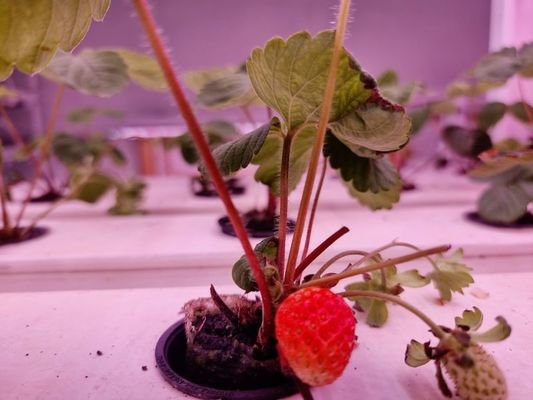 Sistema de cultivo vertical de fresas para frutas Plantas de calidad alimenticia en PVC