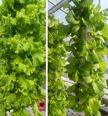 Hidroponía inteligente Jardín vertical Plantación de plantas herbales Sistema de cultivo NFT