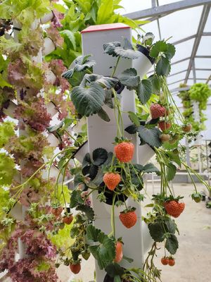 Hidroponía inteligente Jardín vertical Plantación de plantas herbales Sistema de cultivo NFT