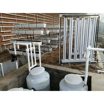 Aquapónica Sistema de cultivo hidropónico de invernadero Tanque de peces para pescado y verduras